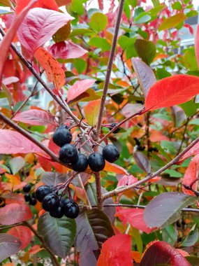 Sonbaharda renkli kırmızı, yeşil ve kahverengi yapraklı Aronia üzümleri..