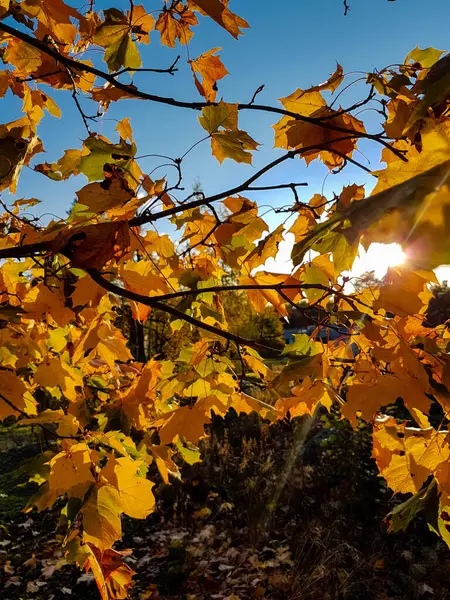 Liście Gałęzie Klonu Żółtego Promieniami Słonecznymi Błękitnym Niebem — Zdjęcie stockowe