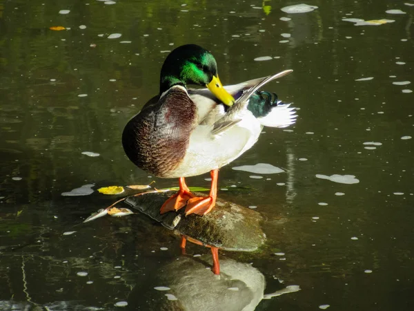 Drake Cleaning Its Wing While Standing Small Rock Pond Sunlight — Stock Photo, Image