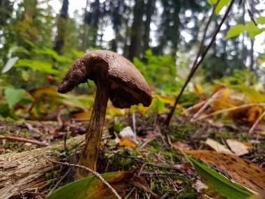 Ormanda yakın plan kahverengi mantarlar..