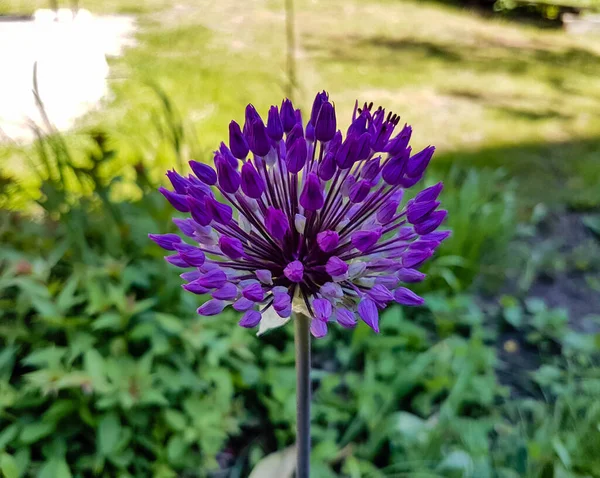 Flor Púrpura Sobre Fondo Verde —  Fotos de Stock