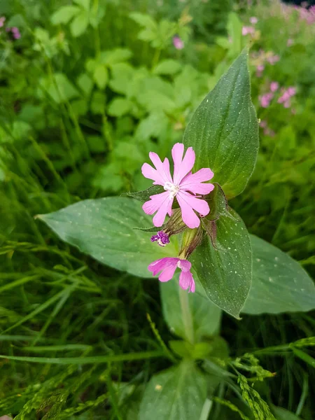 背景には緑色の草を持つ小さなピンクの花と緑の葉 — ストック写真