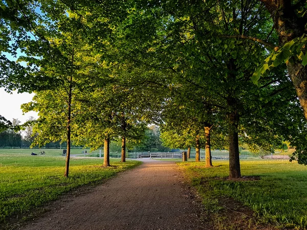 Baumgesäumte Straße Einem Park Einer Sonnigen Sommernacht — Stockfoto