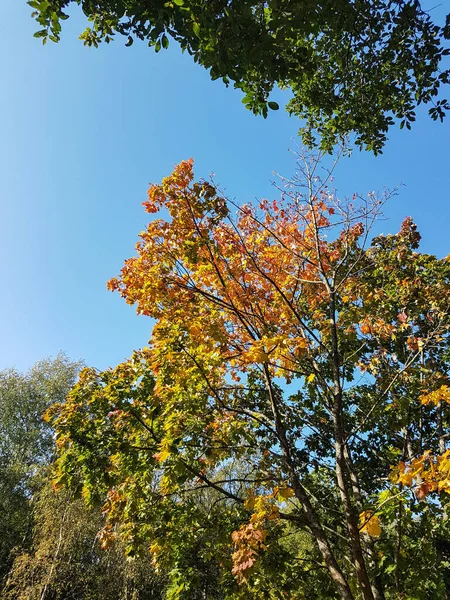 Gele Groene Bomen Aan Het Begin Van Herfst Schot Van — Stockfoto