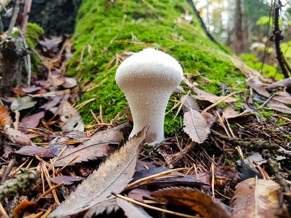 Ağaçların gövdesinde kahverengi yapraklar ve yosunlar olan bir ormanda beyaz mantarlar..