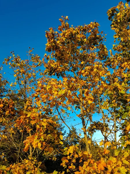 秋天黄叶枫树在晴朗的蓝天映衬下从低矮的角度绽放 — 图库照片