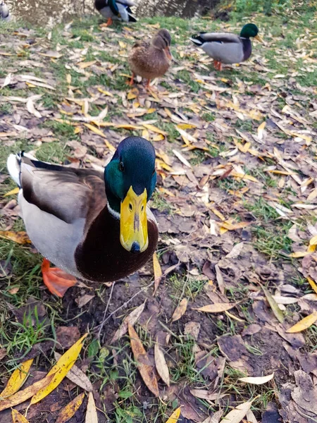 Drake Diğer Yaban Ördekleri Sonbaharda Bir Parkta Yerde Kahverengi Sarı — Stok fotoğraf