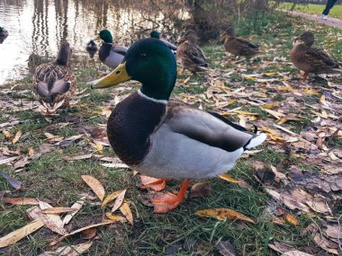 Drake, sonbaharda bir parkta su kenarında diğer yaban ördekleri ile birlikte yandan yaklaş..