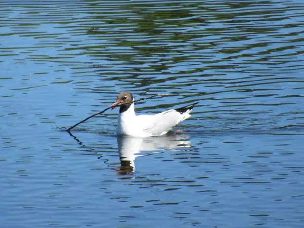 Gaivota Carregando Pau Boca Enquanto Nadava Uma Lagoa Com Água — Fotografia de Stock