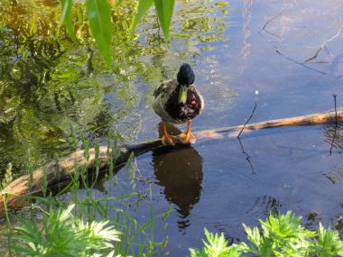 Drake, yanında yeşil yapraklar olan bir dalın üzerinde duruyor..