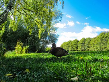Parkta çimlerin üzerinde duran dişi yaban ördeği. Düşük açıdan çekilmiş..