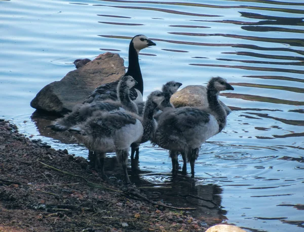 Havstulpangås Familj Stående Vatten Vid Strand — Stockfoto