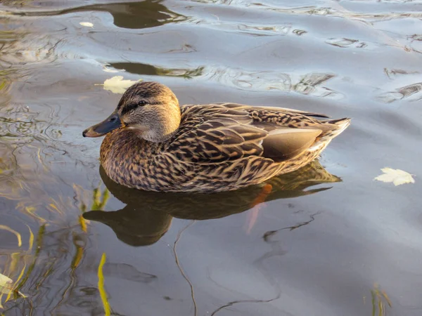 Femmina Germano Reale Nuotare Sull Acqua — Foto Stock