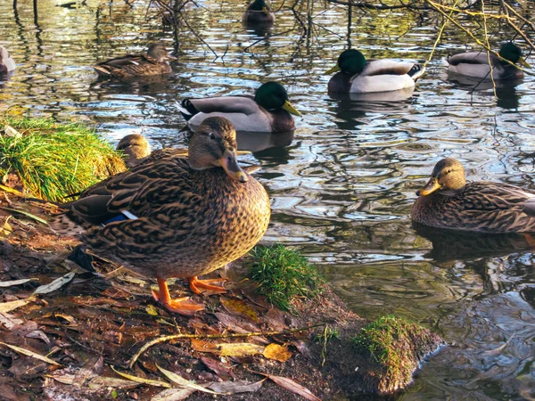 Kvinnlig Gräsänder Står Flodstrand Och Andra Gräsänder Simmar Ett Milt — Stockfoto