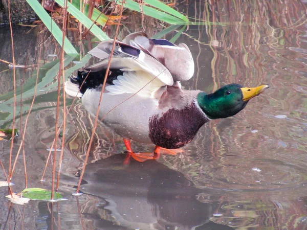 Drake suya uzanıyor ve kameraya bakıyor..