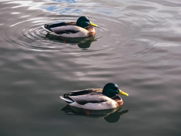 Őszi Napsütésben Úszkáló Két Drake Szürke Vízben — Stock Fotó