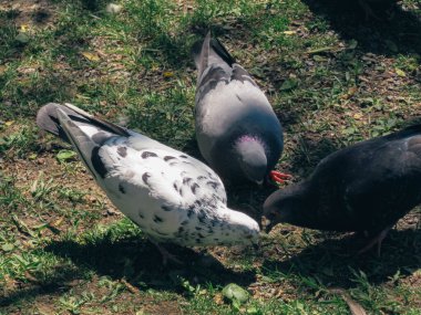 Parkta çimlerden yiyecek arayan iki gri ve bir beyaz güvercin..