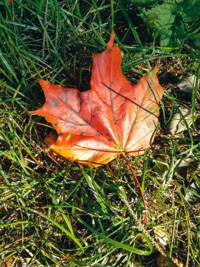 Yeşil çimenlerin üzerinde düşen portakal akçaağaç yaprağı.