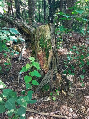 Yazın ormanda kurumuş ağaç kütüğü..