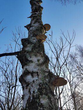 Mavi gökyüzü ve arka planda yapraksız dalları olan bir huş ağacının üzerindeki mantar..