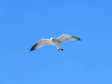 Alttan mavi gökyüzüne doğru uçan martı atışı.