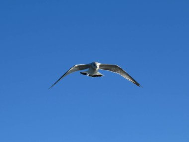 Alttan mavi gökyüzüne doğru uçan martı atışı.