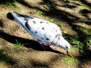 Parlak gün ışığında beyaz güvercin Parkta yiyecek arıyor.