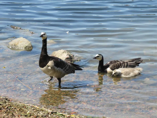 Barnacle Goose Szülők Egy Gosling Jön Vízből — Stock Fotó