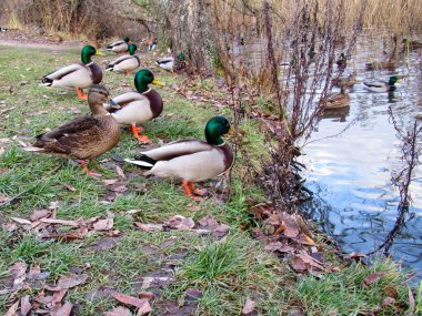 Yaban ördekleri çimlerin üzerinde durur ve sonbaharda diğer yaban ördeklerini gölette yüzerken seyrederler..