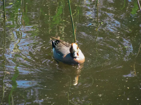 欧亚大陆的鸽子在池塘里游来游去 — 图库照片