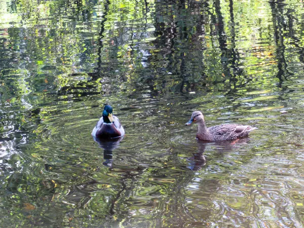 Пара Крякв Плавает Пруду Зелеными Отражениями Воде — стоковое фото