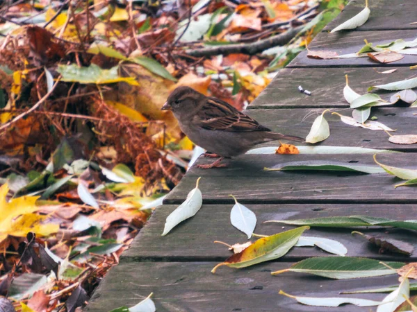 Sparrow Standing Duckboards Yellow Brown Green Fallen Leaves — Stockfoto