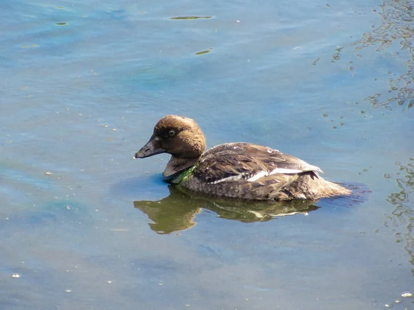 Jeune Femelle Garrot Commun Nageant Sur Eau Bleue — Photo