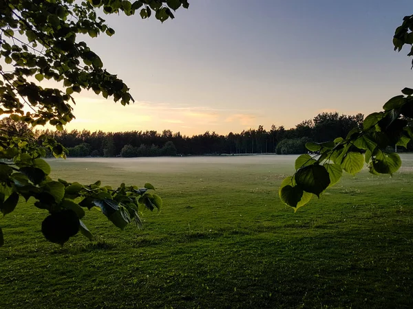 Ağaçların yaprakları ve dalları ön planda olan bir parkta çim tarlasında sis..