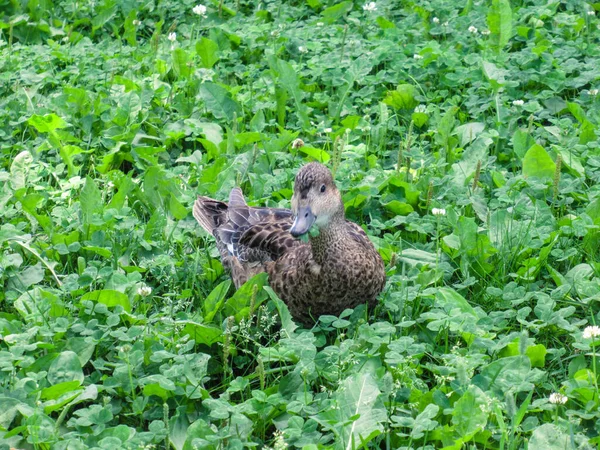 Genç dişi yaban ördeği yeşil bir çayırda yonca yiyor..