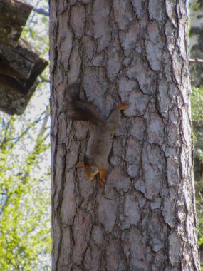 Avrasya kızıl sincabı çam ağacına tırmanıyor..