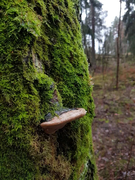 Fungo Uma Árvore Coberta Musgo Uma Floresta — Fotografia de Stock