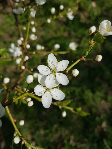 春天开着白花和嫩芽的苹果树 — 图库照片