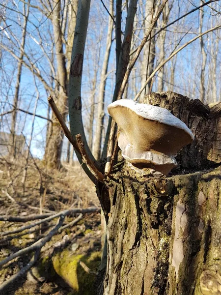 Ormandaki bir ağaç gövdesinde tuhaf şekilli mantar.. 