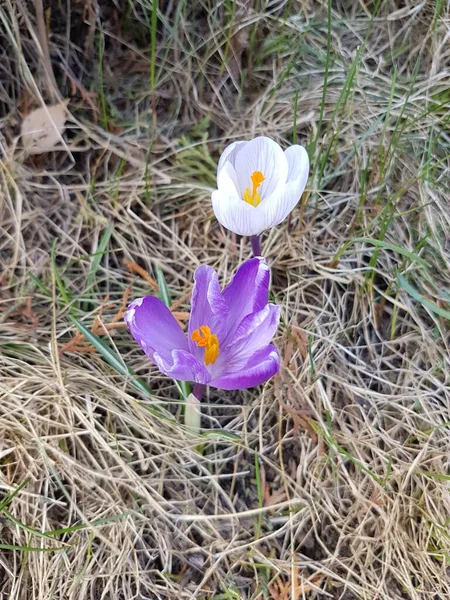 Flores Pequeñas Púrpuras Blancas Sobre Hierba — Foto de Stock