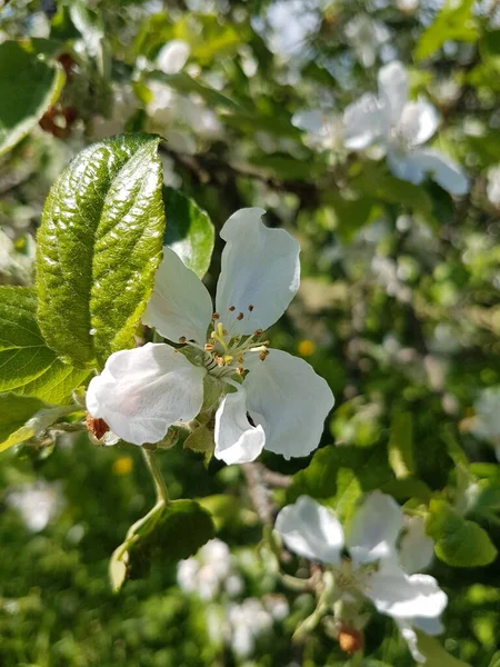 树上的白苹果花 — 图库照片