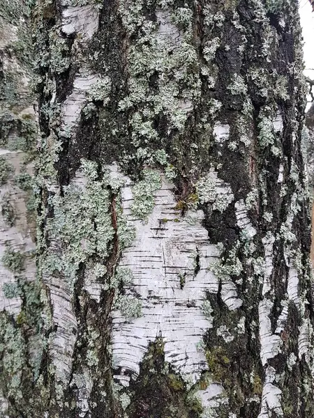 Huş ağacının kalın deseni yakın plan.