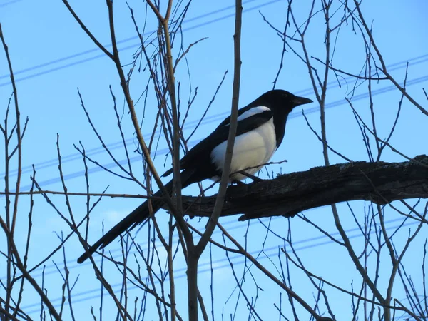 Magpie Arka Planda Mavi Gökyüzü Olan Bir Ağaç Dalında Oturuyor — Stok fotoğraf