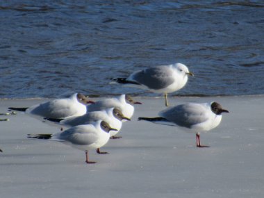 Gün ışığında buza basan martılar.