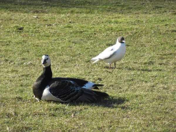 Barnacle Goose ve parkta çimlerin üzerinde bir martı.
