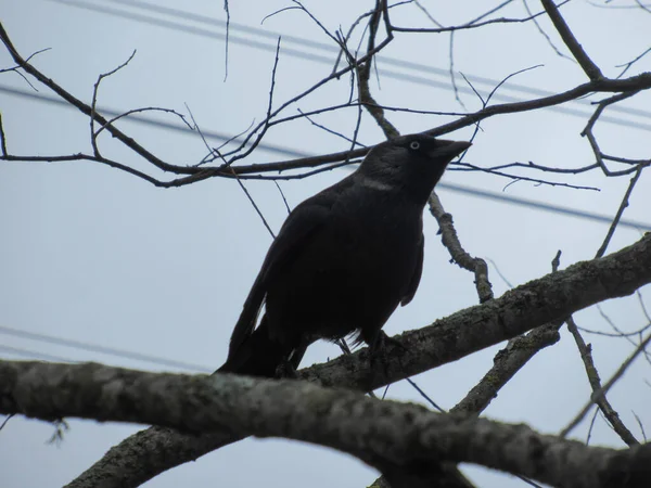 Jackdaw Sentado Árbol Sin Hojas Disparado Desde Abajo — Foto de Stock