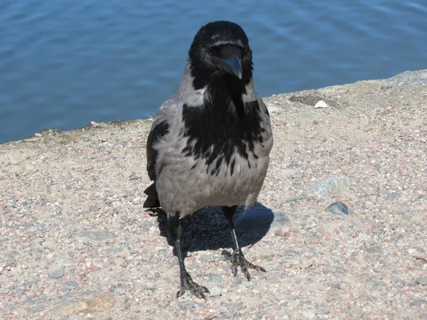 Krähen Nahaufnahme Mit Blauem Wasser Auf Dem Hintergrund — Stockfoto