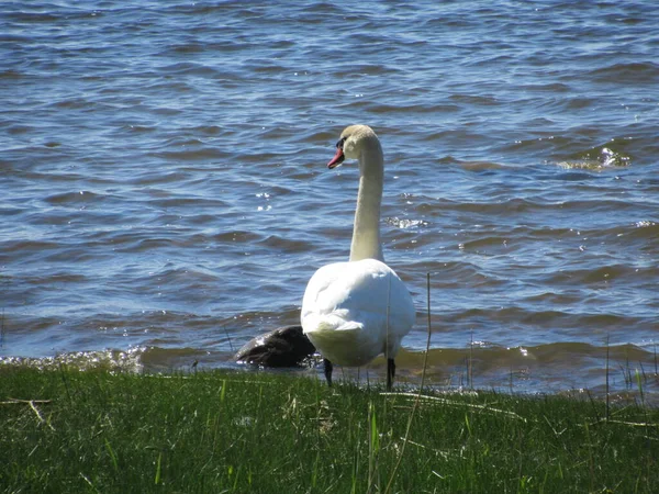 Kuğu çimlerin üzerinde duruyor ve arkadan denize bakıyor..