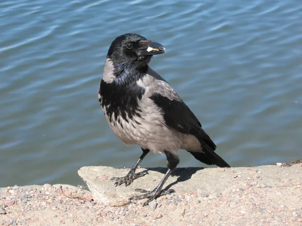 Ağzında ekmek, arkasında mavi su olan karga..