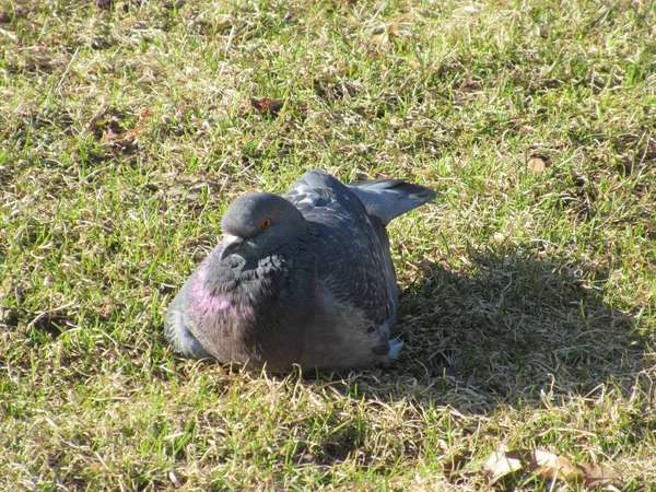 Güvercin güneşli bir günde çimenlerde oturup dinleniyor..